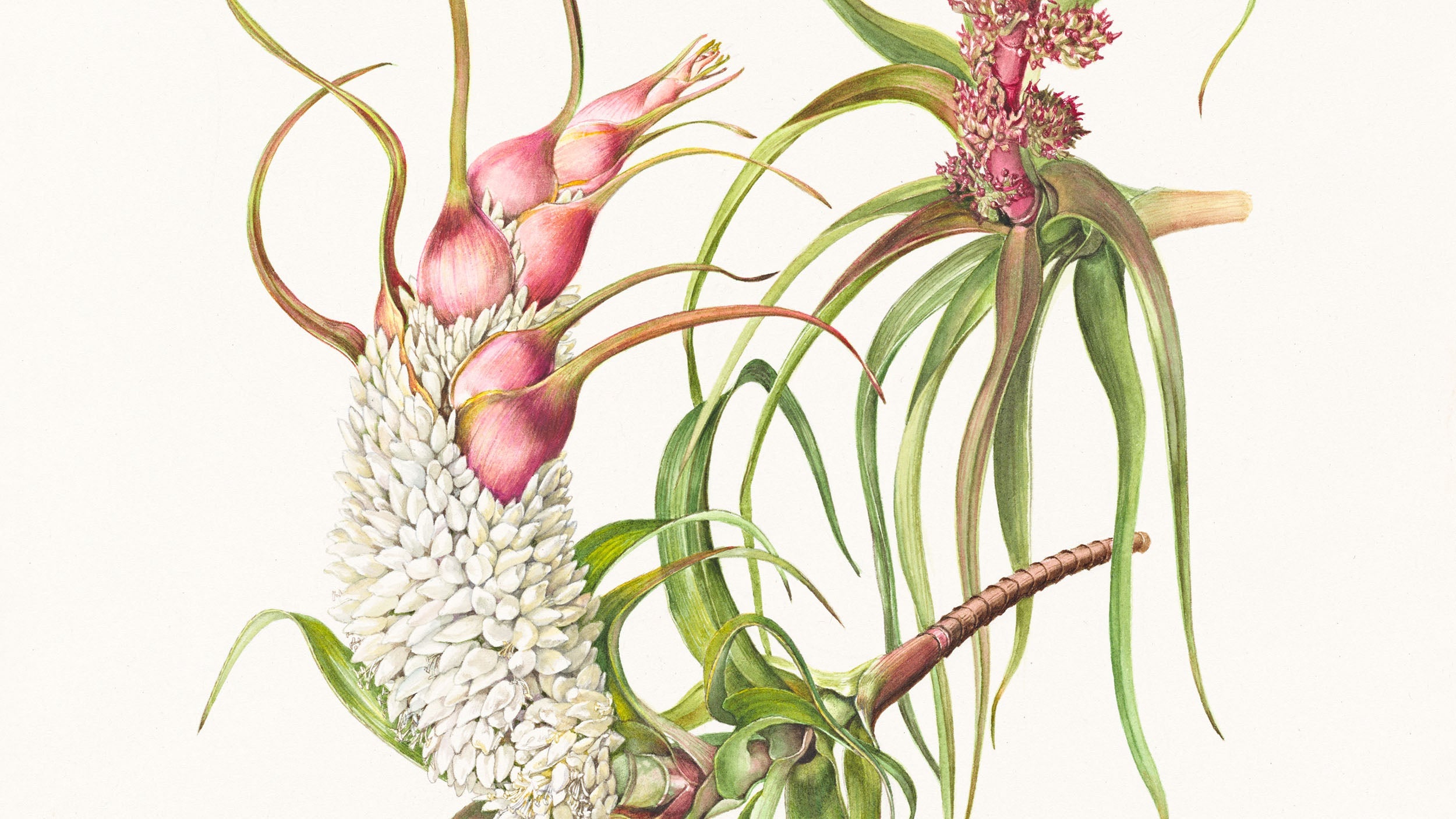 Botanical