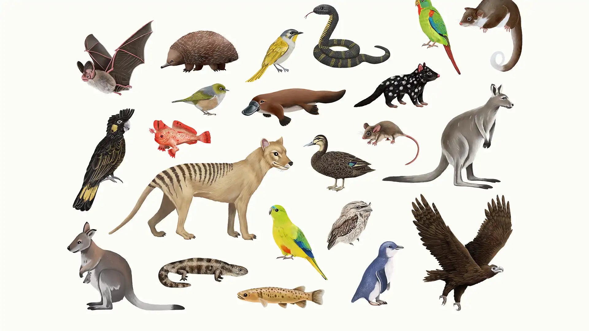 Illustration