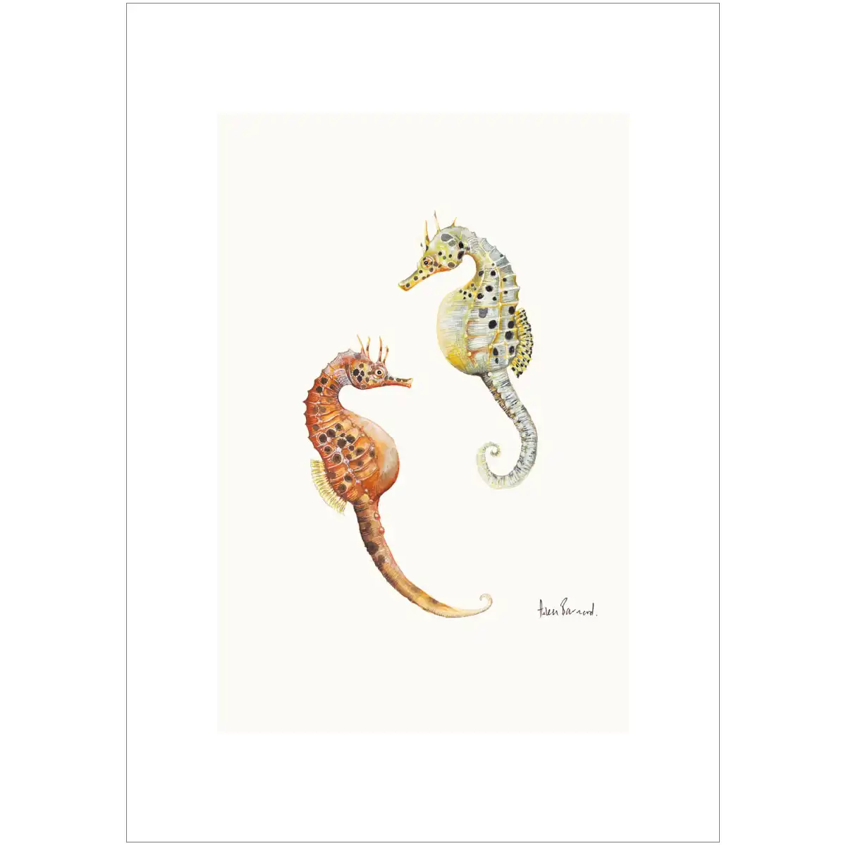 Pot bellied seahorse By Helen Barnard
