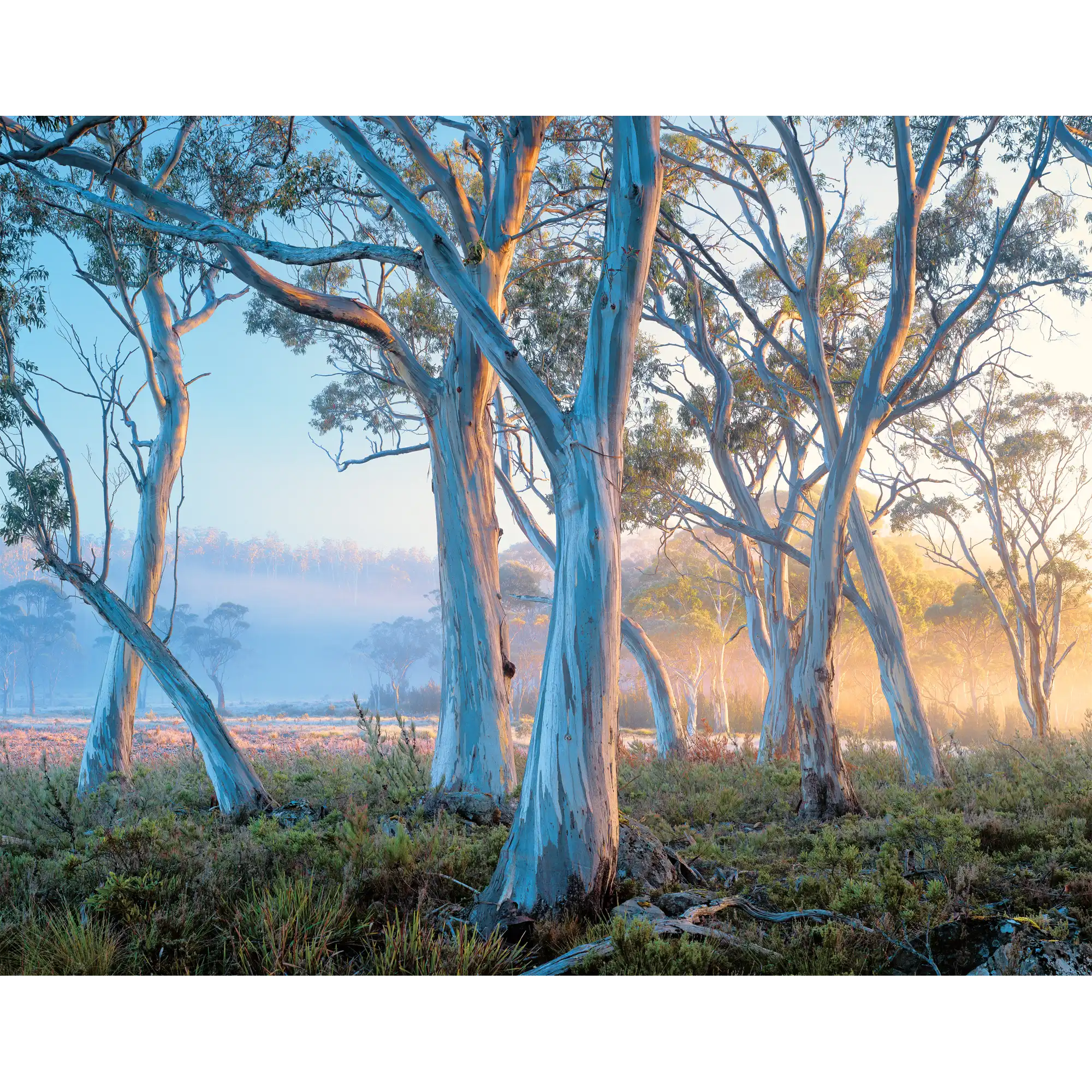 Navarre Plains, near Lake St Clair, Tasmania by Rob Blakers