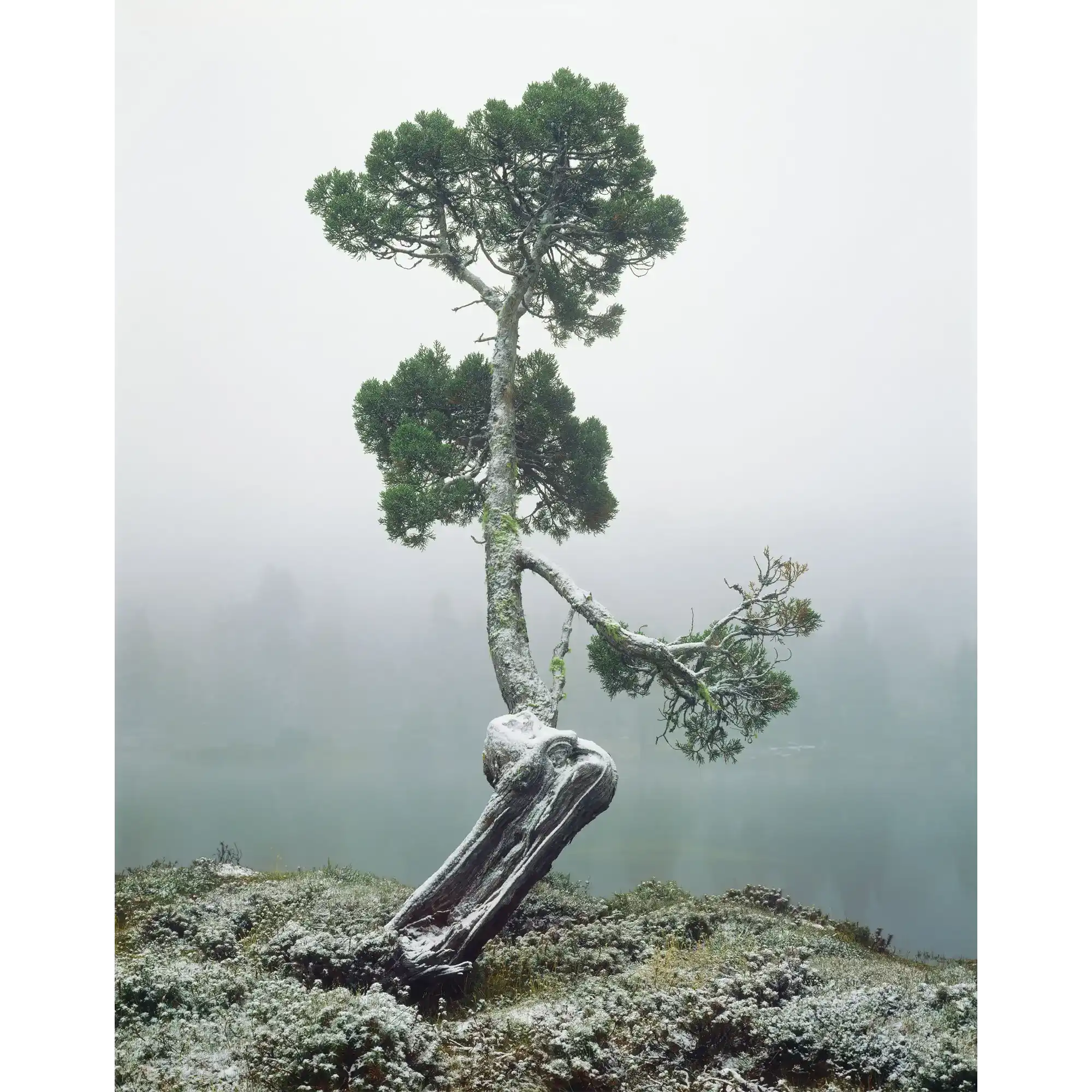Pencil pine at Pool of Siloam, Walls of Jerusalem National Park, Tasmania by Peter Dombrovskis