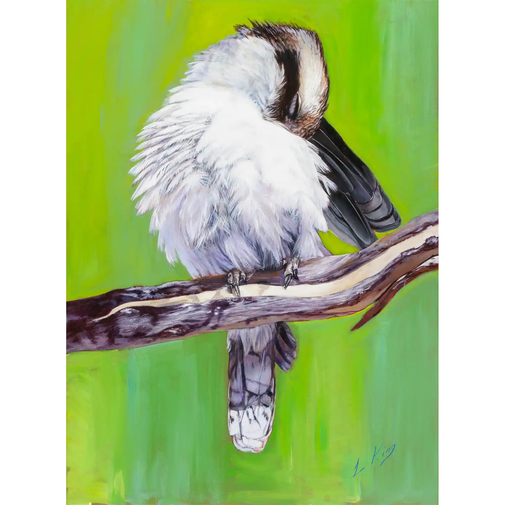 Kookaburra Preening by Laurence King
