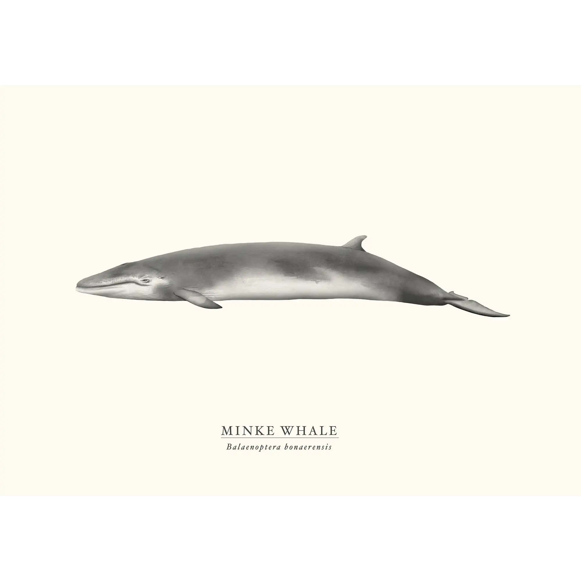 Minke Whale by Sam Lyne