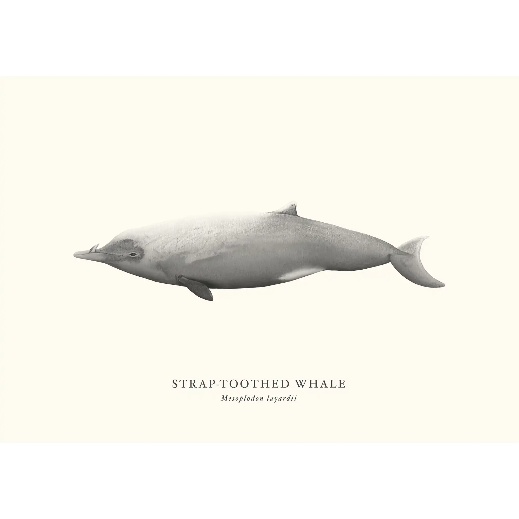 Strap-toothed Whale by Sam Lyne