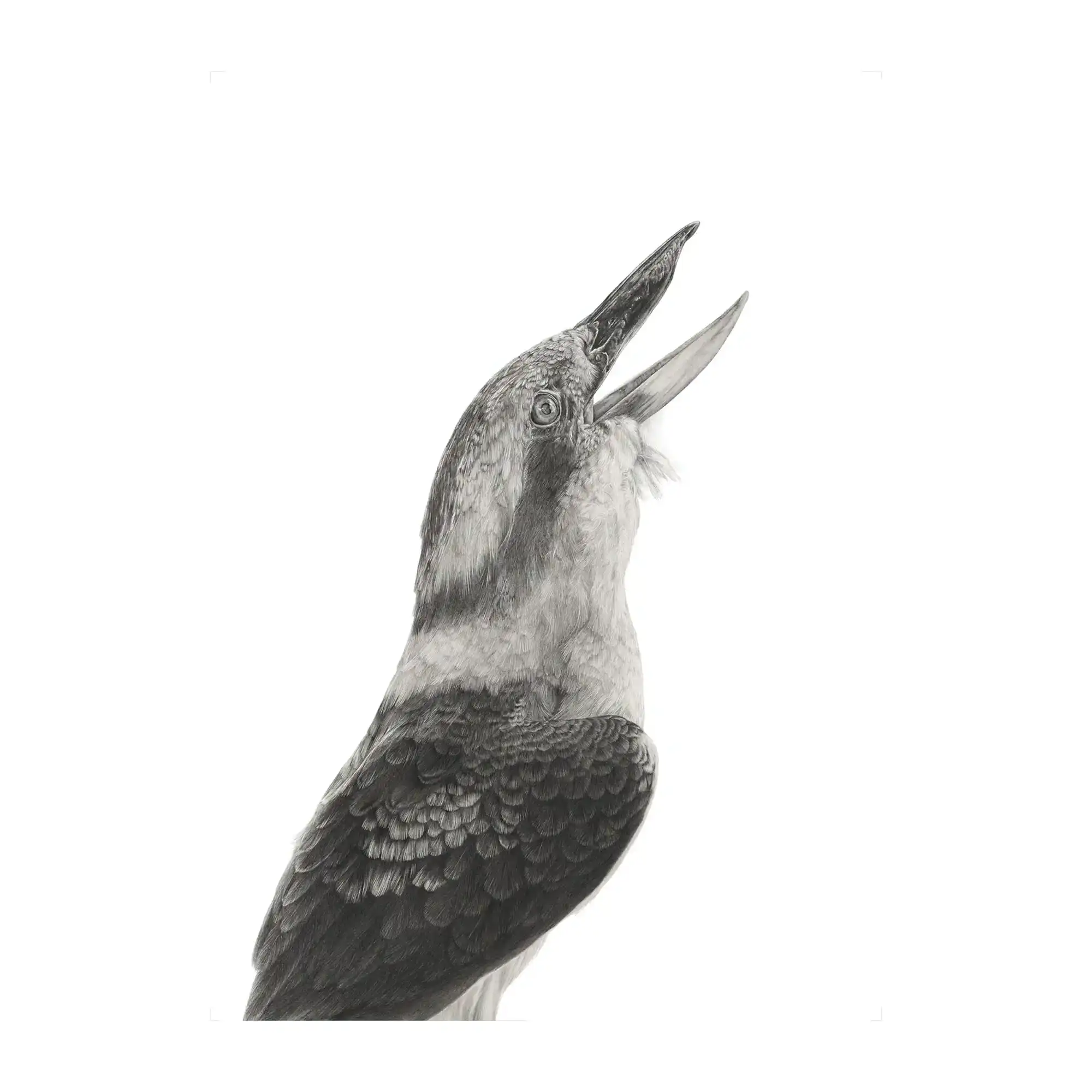Kookaburra by Mel Stanger