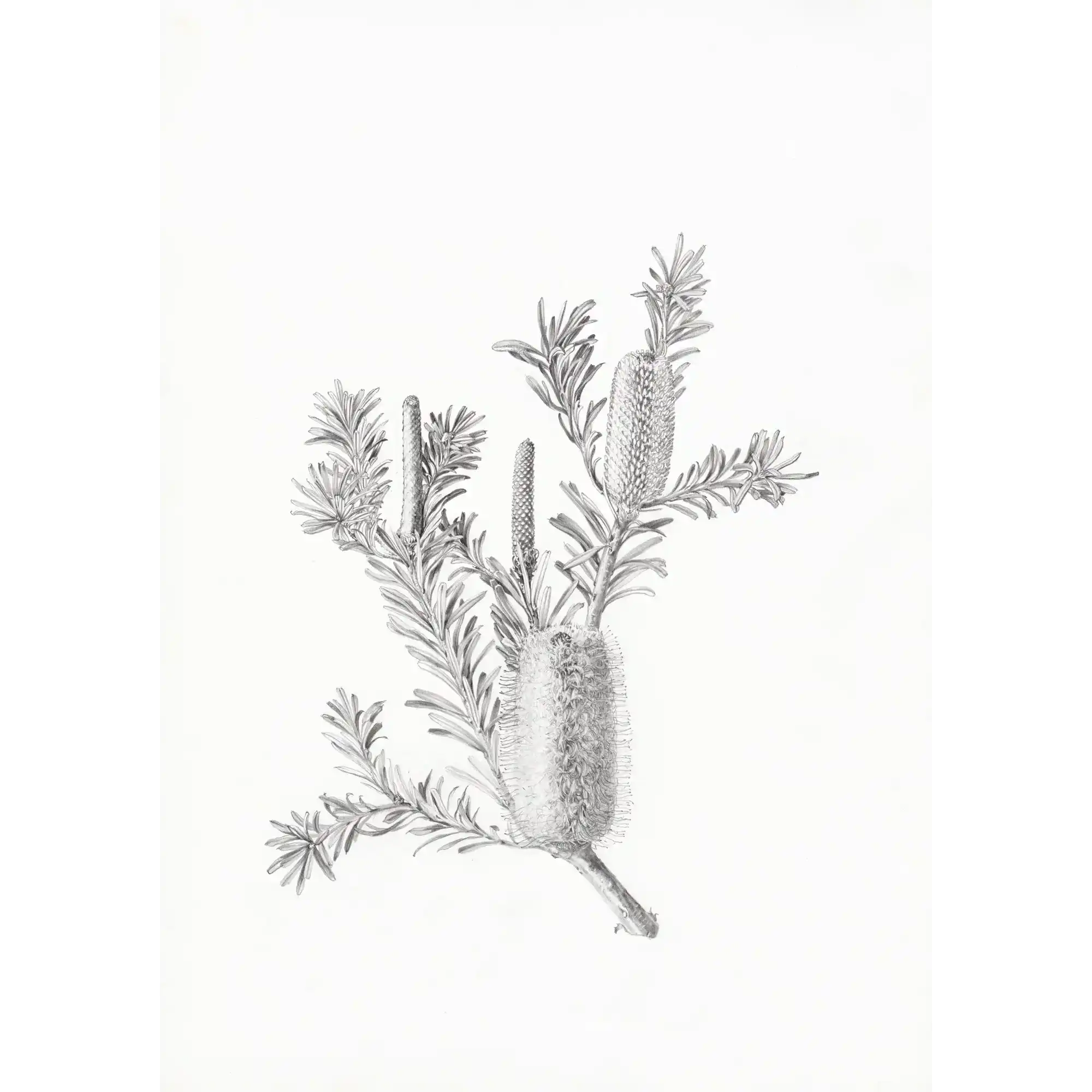 Banksia marginata by Lynne Uptin
