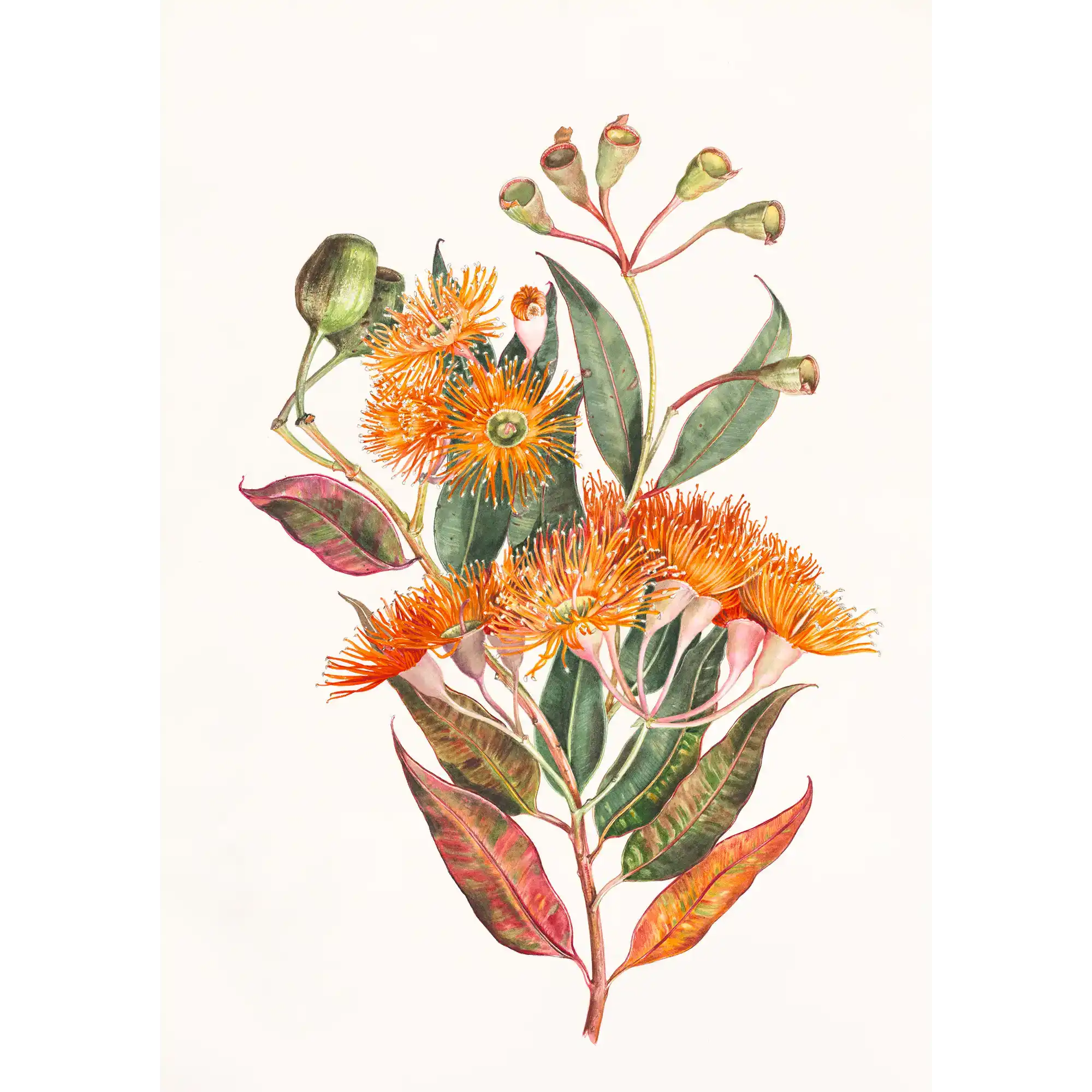 Corymbia ficilolia by Lynne Uptin