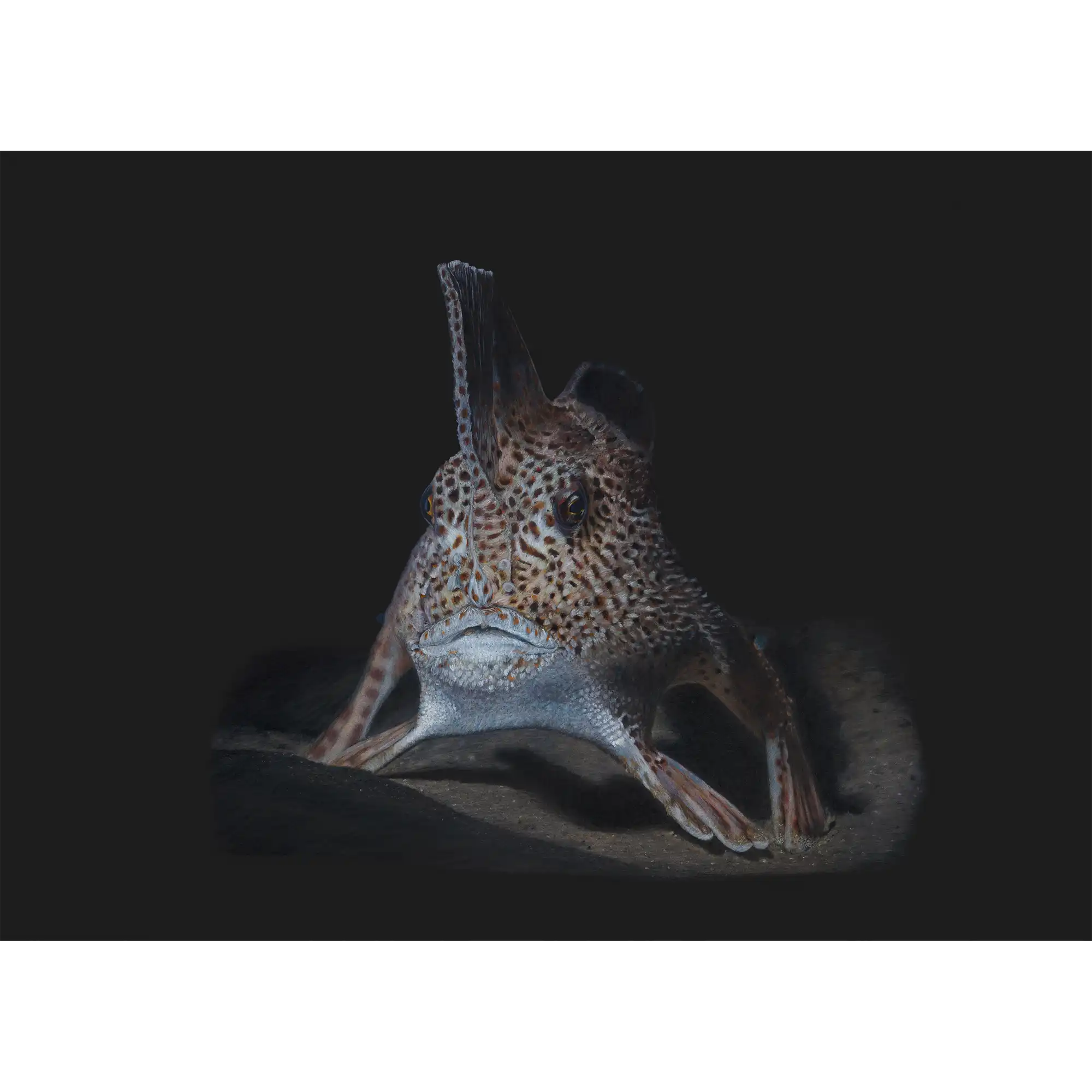 Spotted Handfish 2 "Endangered" by Tasha Waller