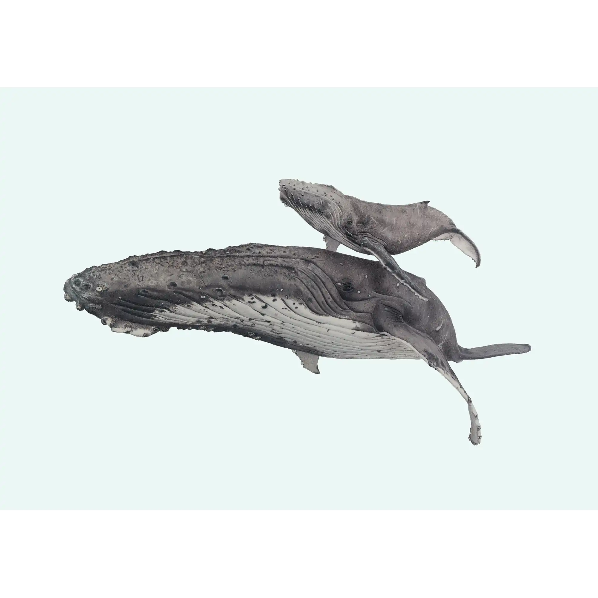 Humpback Whales - Blue background - "Fae Ofa" by Tasha Waller