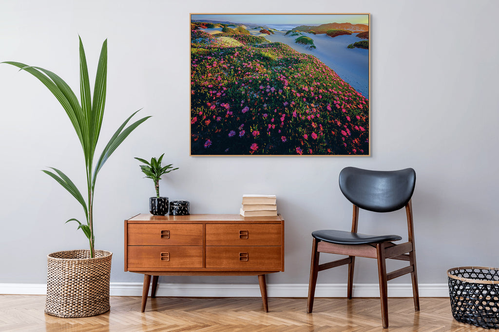 Native Pigface (Carpobrotus rossii)-Tarkine coast-Tasmania by Rob Blakers