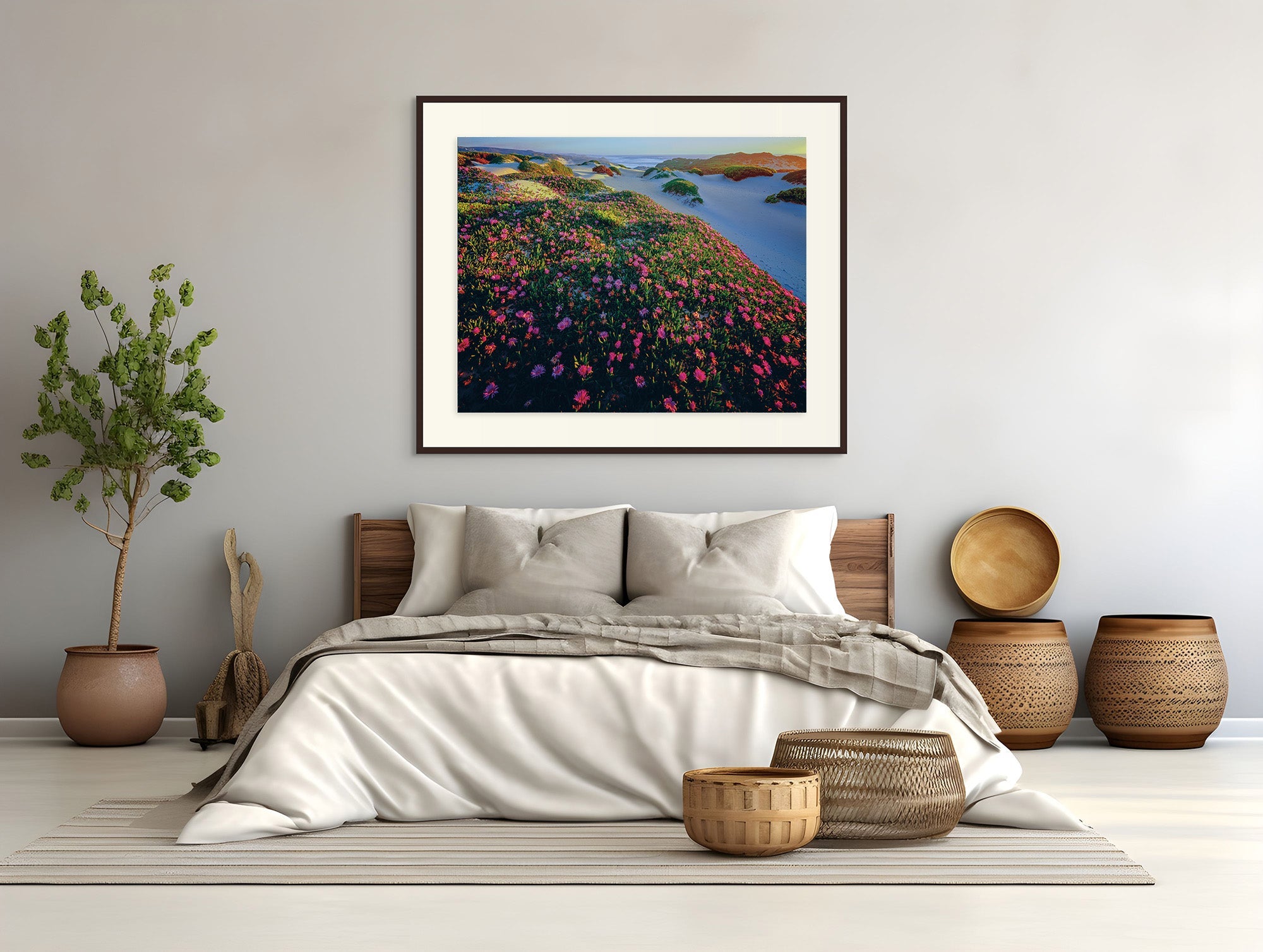 Native Pigface (Carpobrotus rossii)-Tarkine coast-Tasmania by Rob Blakers