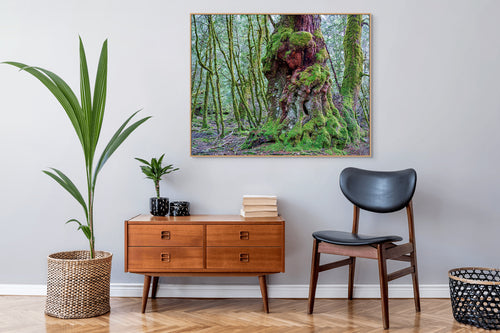 Ancient myrtle, Vale of Belvoir, Tasmania by Rob Blakers