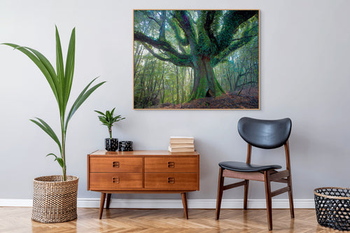 Ancient myrtle, Northeast Highlands, Tasmania by Rob Blakers