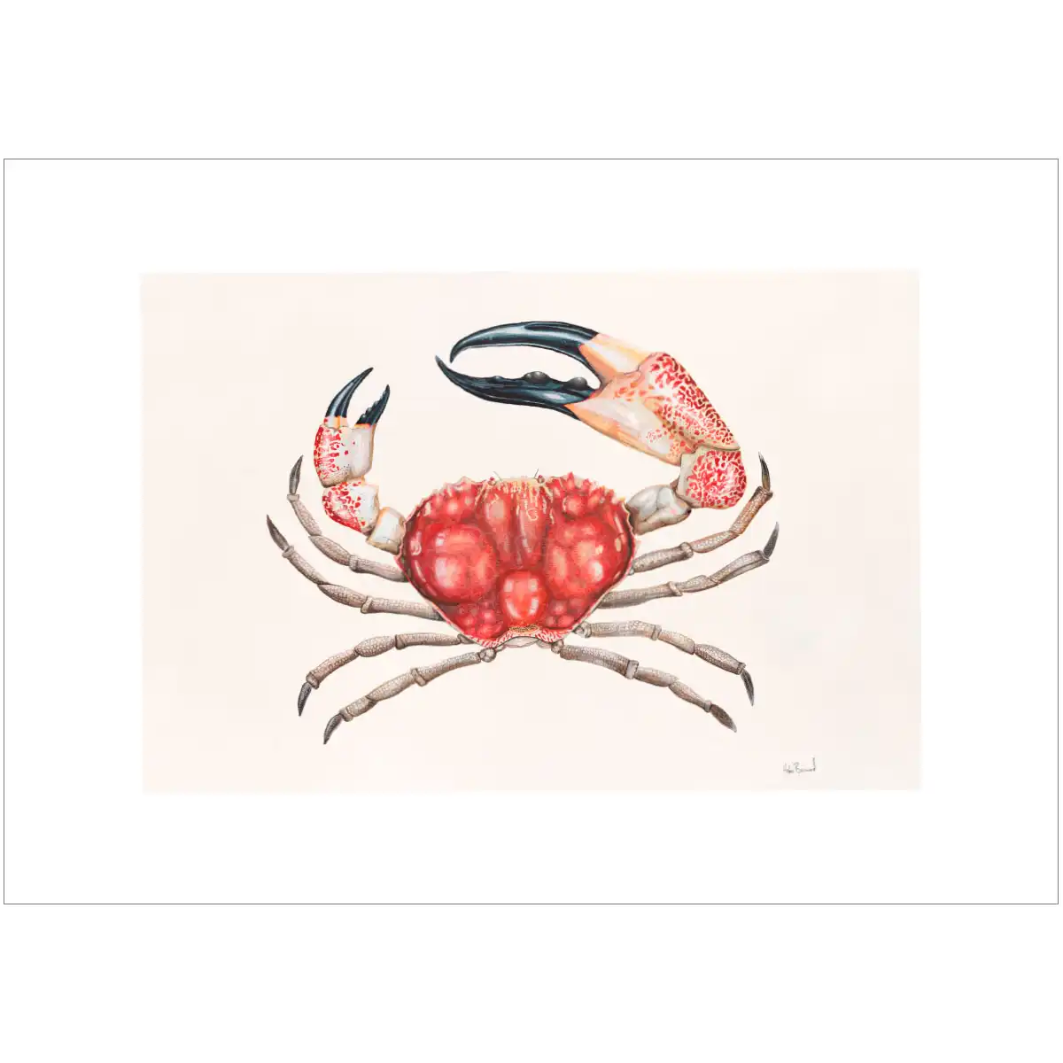Giant Crab By Helen Barnard