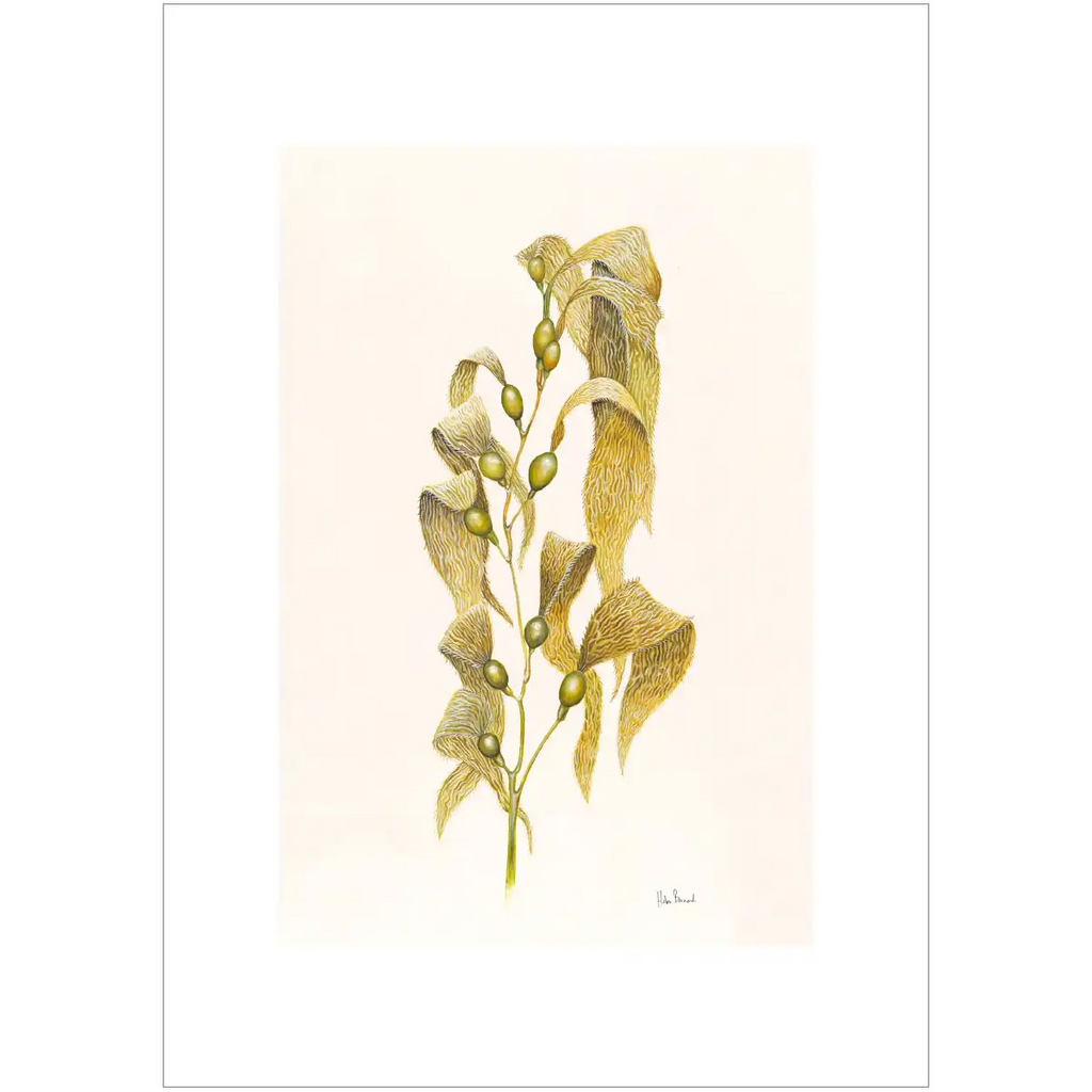 Giant Kelp By Helen Barnard