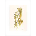Giant Kelp By Helen Barnard