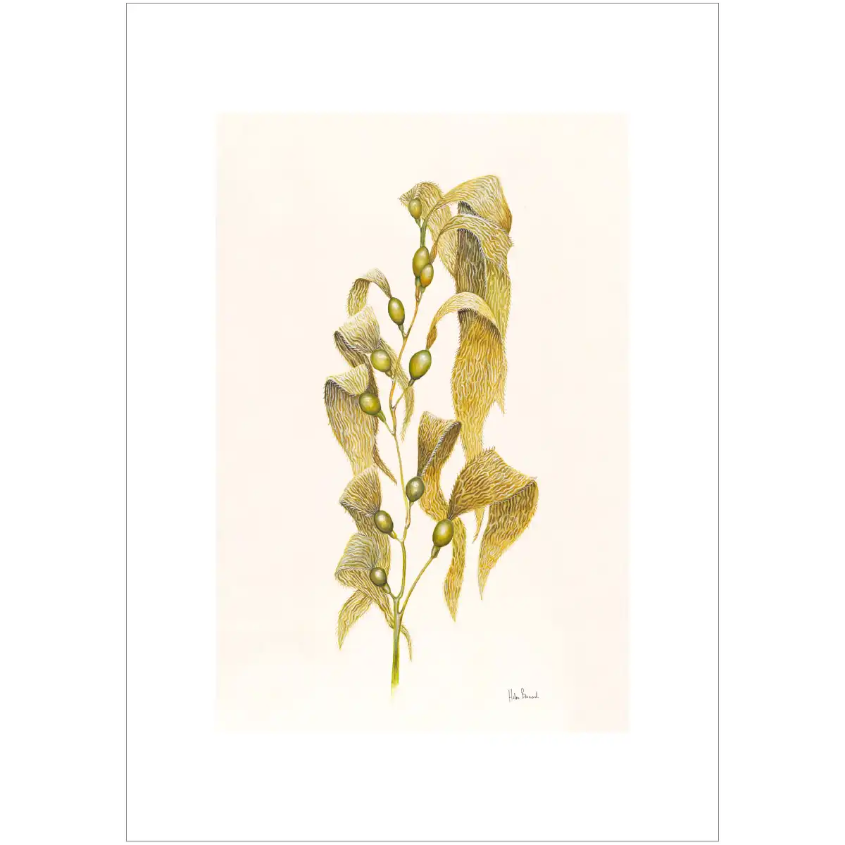 Giant Kelp By Helen Barnard