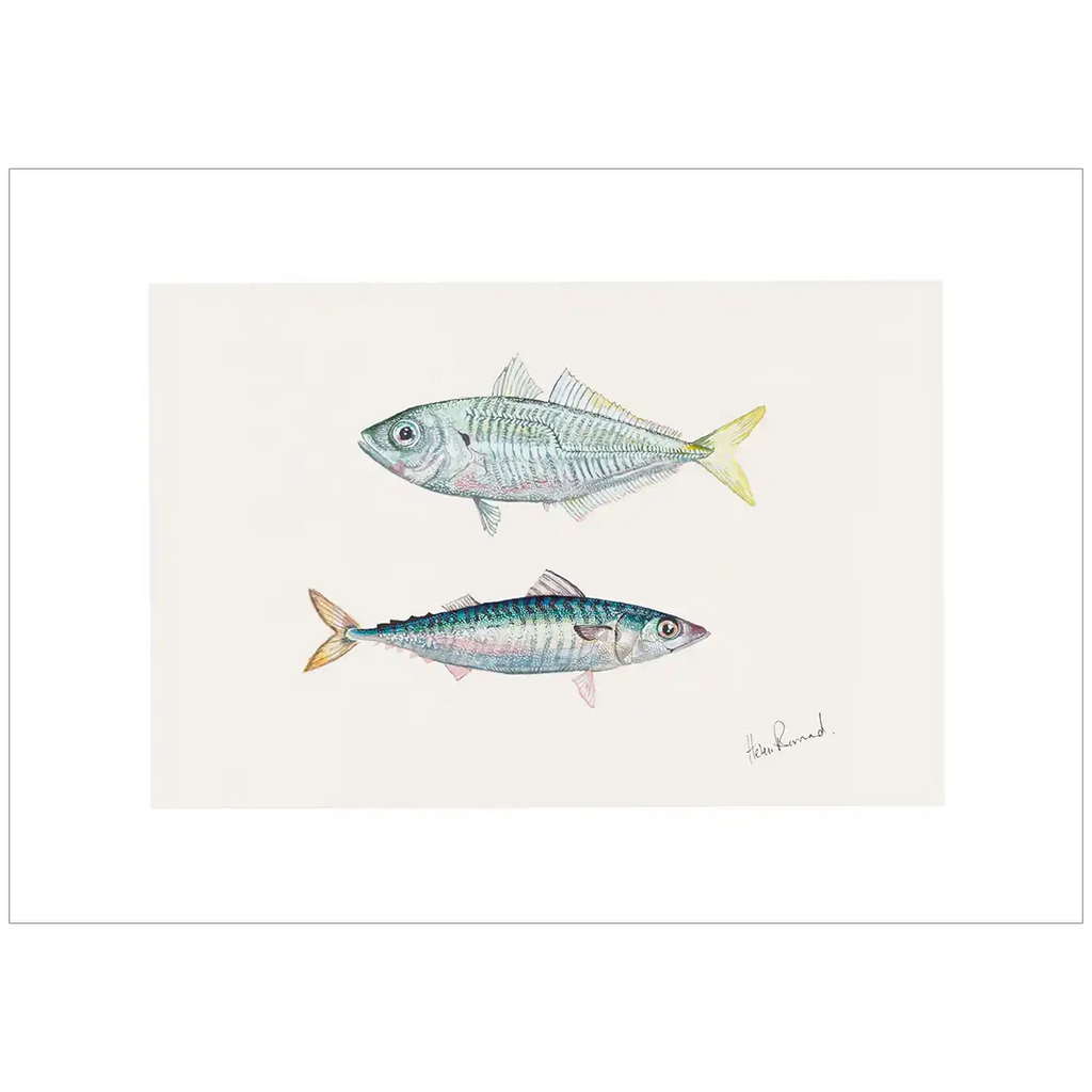 Jack Mackerel By Helen Barnard