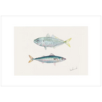 Jack Mackerel By Helen Barnard