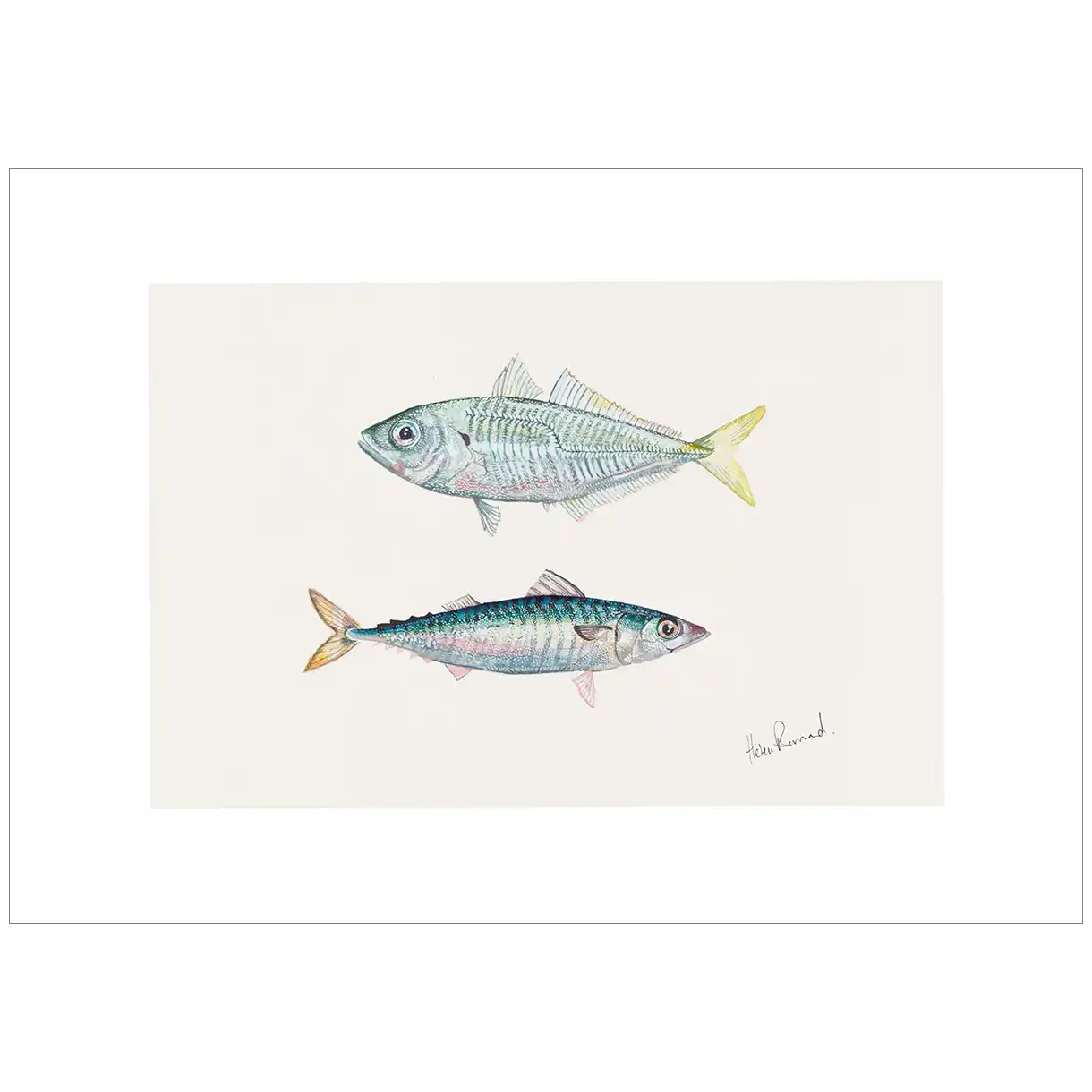 Jack Mackerel By Helen Barnard