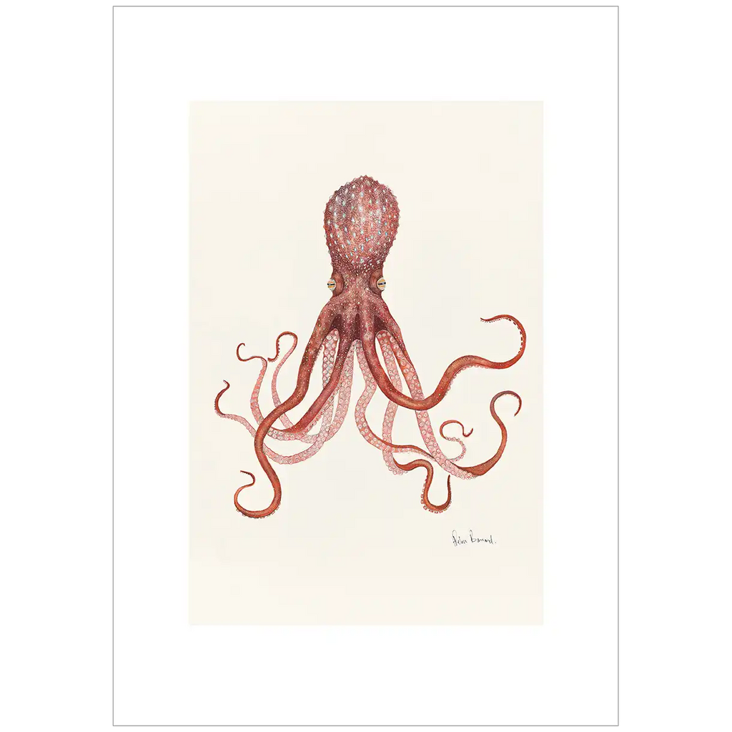 Maori Octopus  By Helen Barnard