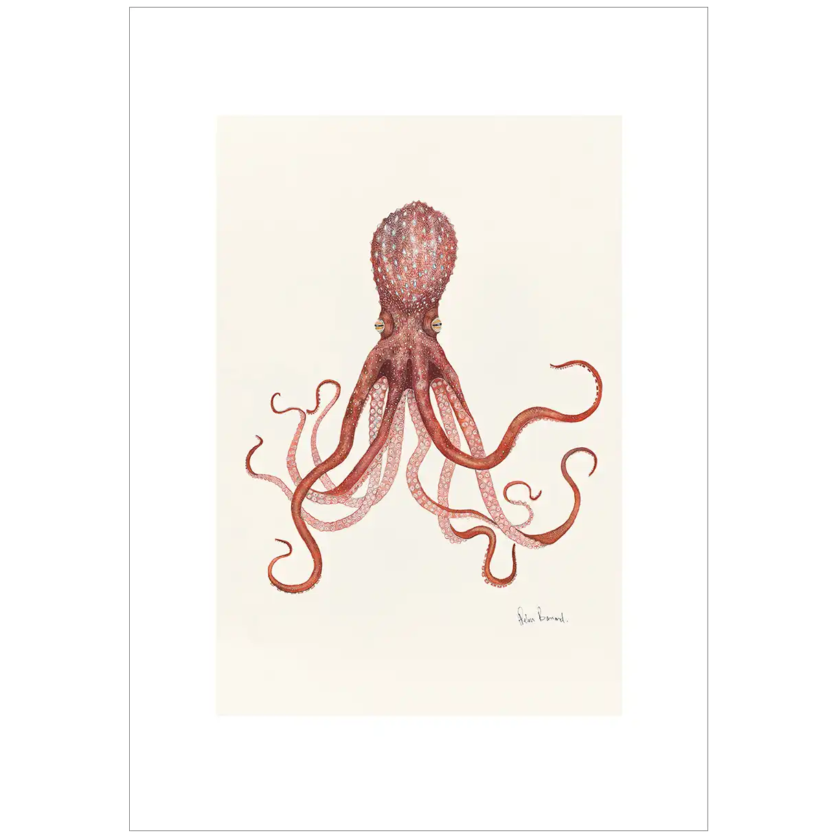 Maori Octopus  By Helen Barnard