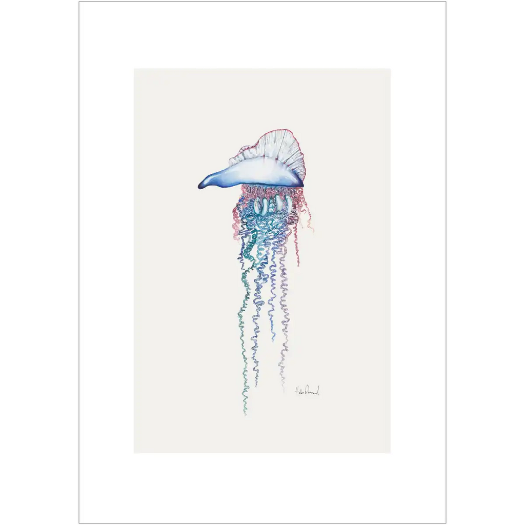 Portuguese man of war  By Helen Barnard