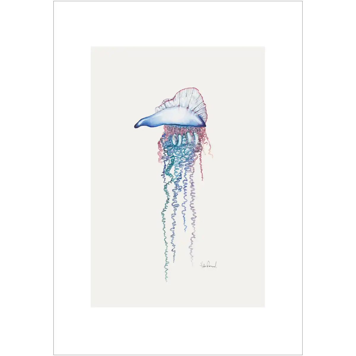 Portuguese man of war  By Helen Barnard