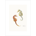 Pot bellied seahorse  By Helen Barnard