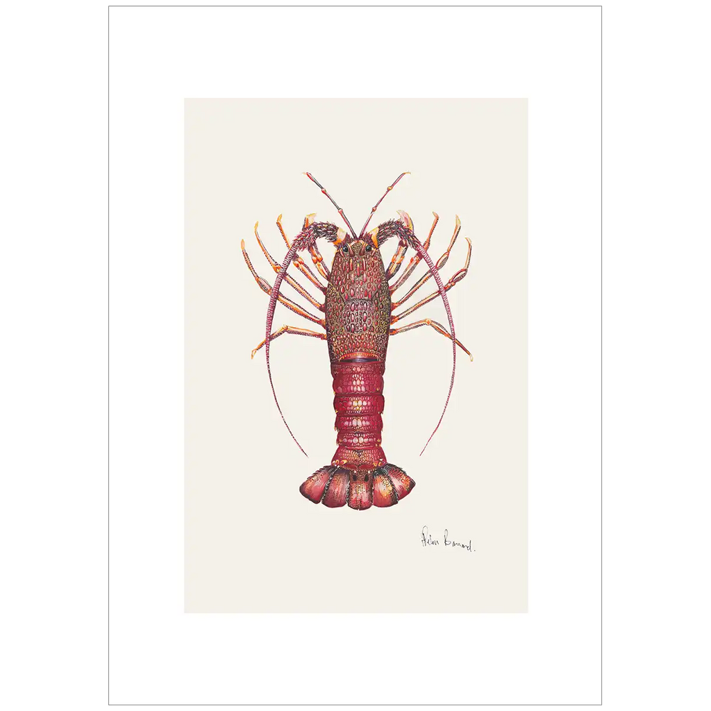 Southern Rocklobster By Helen Barnard