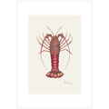 Southern Rocklobster By Helen Barnard