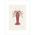 Southern Rocklobster By Helen Barnard