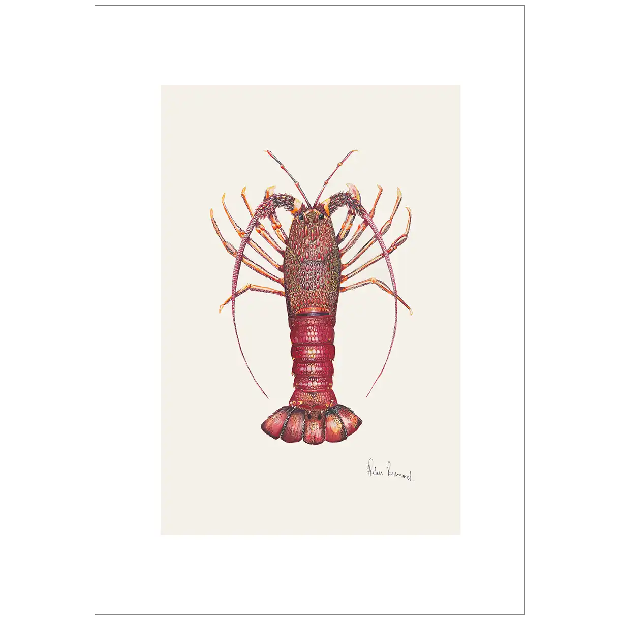 Southern Rocklobster By Helen Barnard