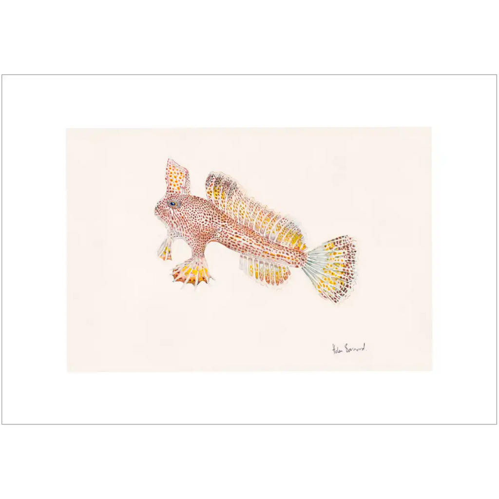 Spotted Handfish By Helen Barnard