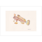 Spotted Handfish By Helen Barnard