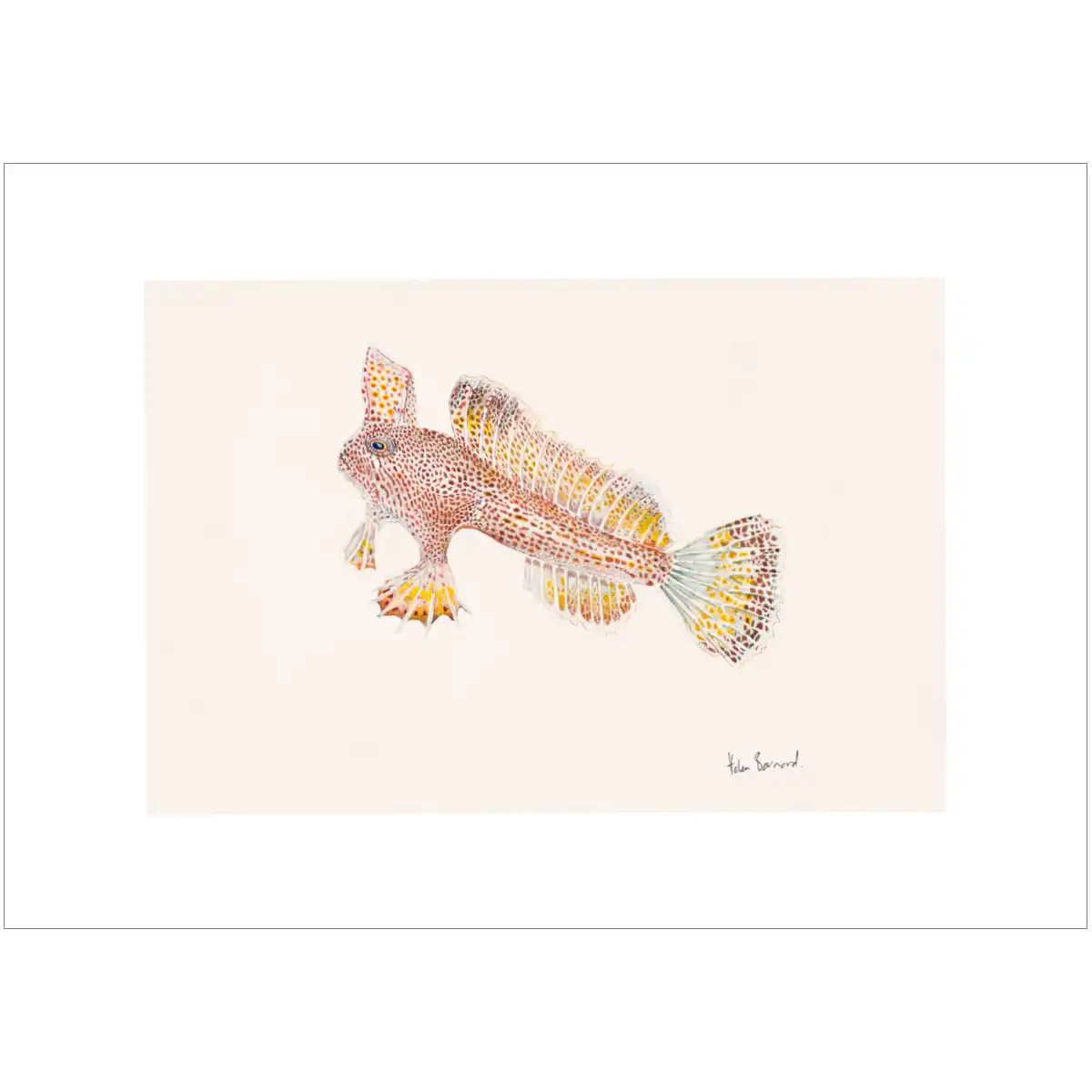 Spotted Handfish By Helen Barnard