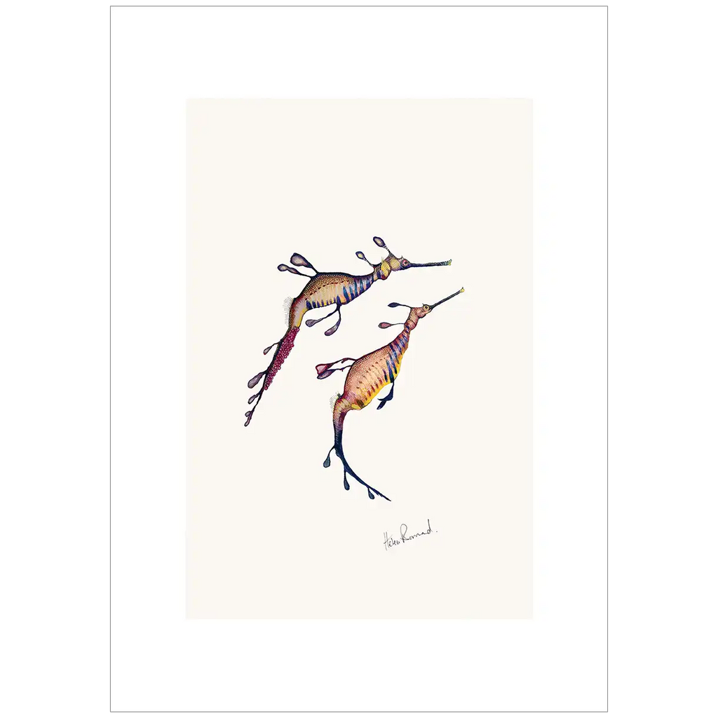 Weedy Sea dragon By Helen Barnard