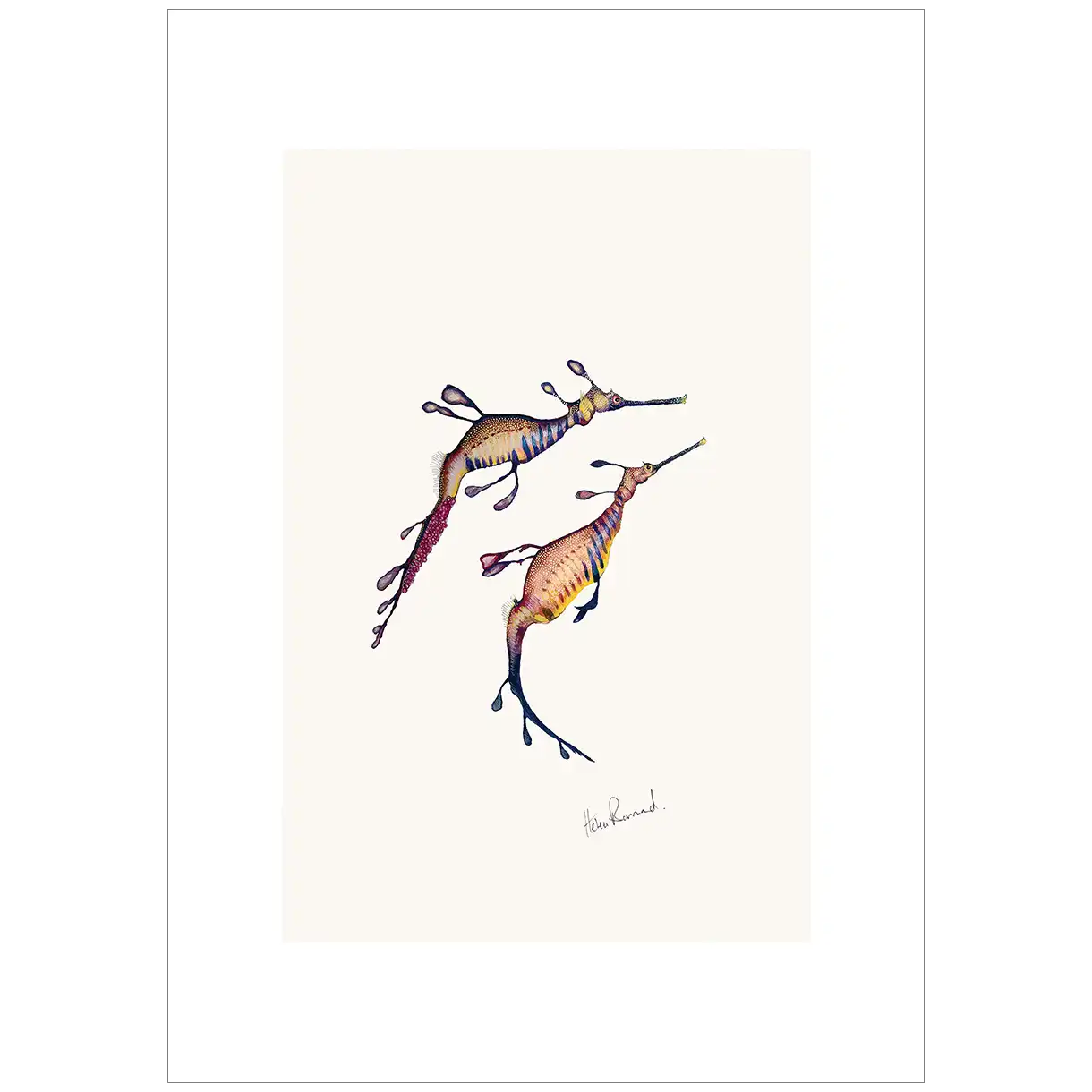 Weedy Sea dragon By Helen Barnard