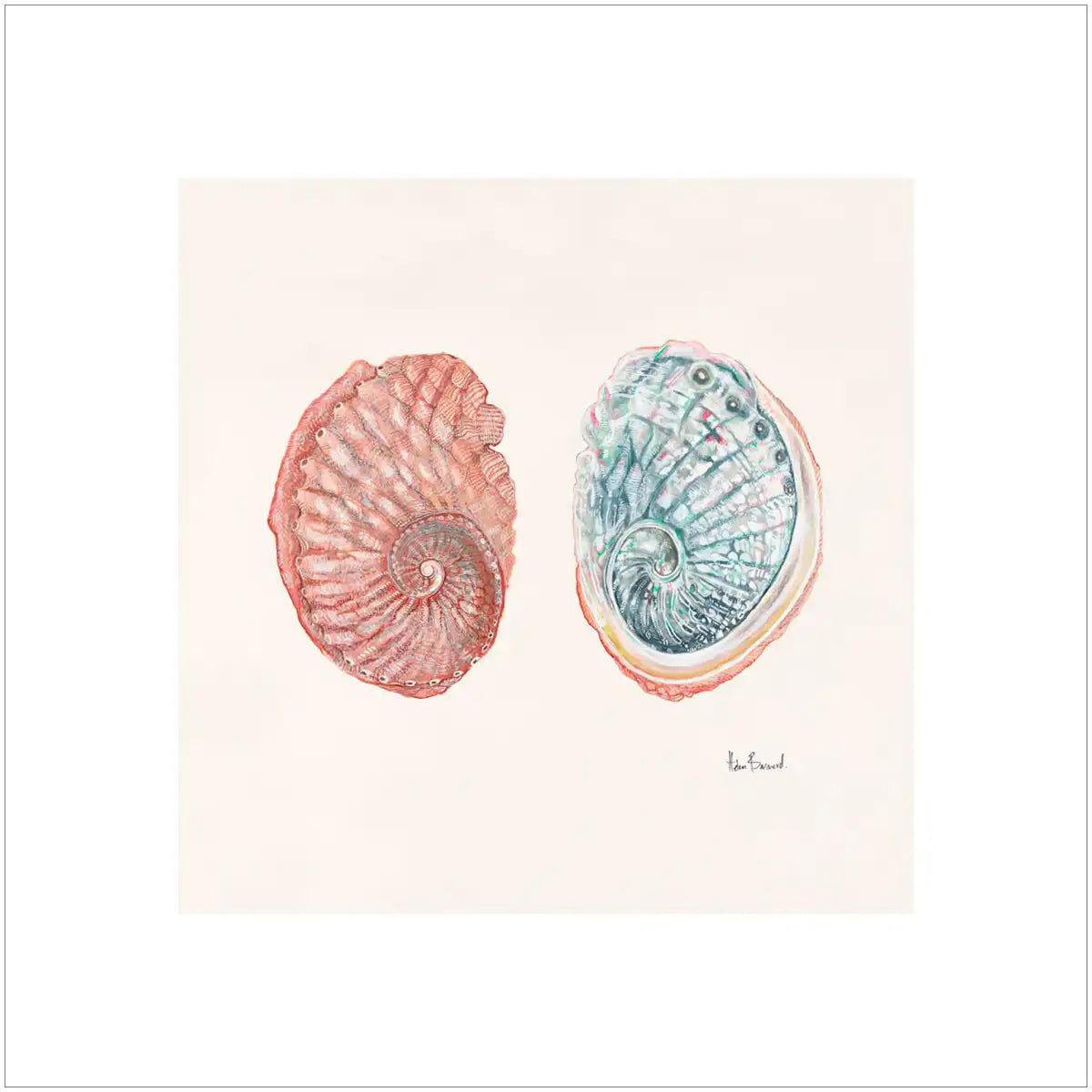 Blacklip abalone By Helen Barnard