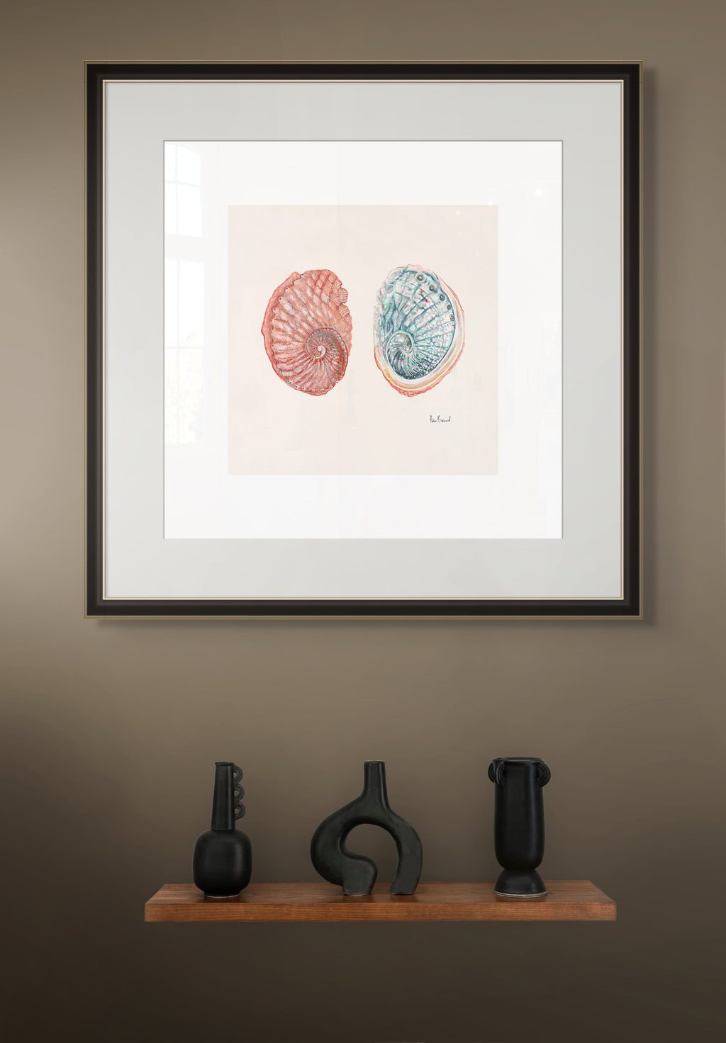 Blacklip abalone By Helen Barnard