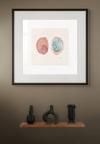 Blacklip abalone By Helen Barnard