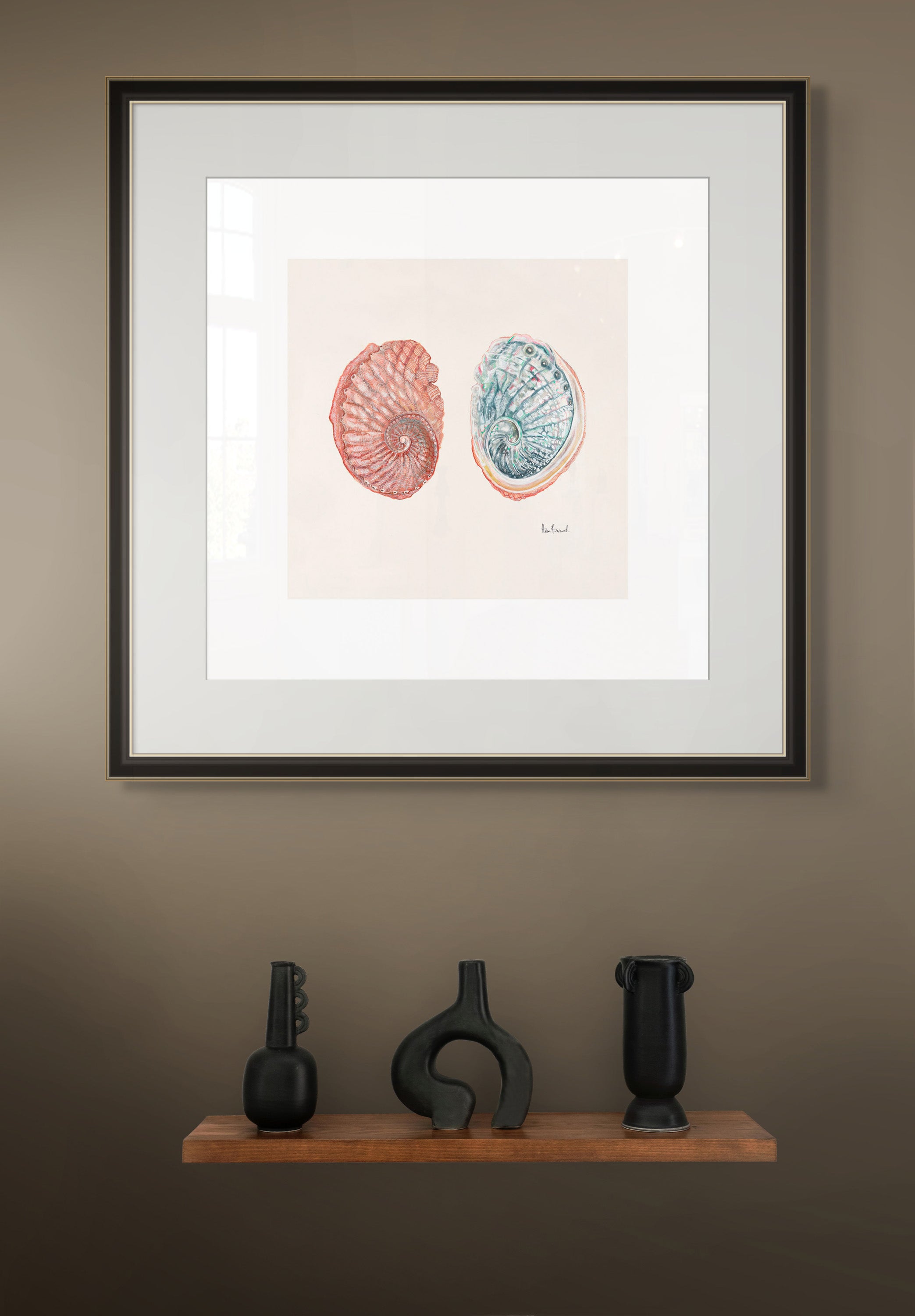 Blacklip abalone By Helen Barnard
