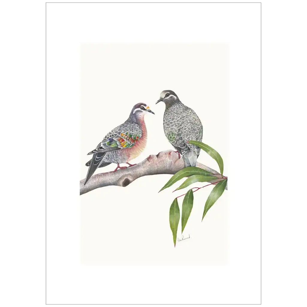 Common Bronzewing By Helen Barnard