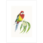 Eastern Rosella By Helen Barnard