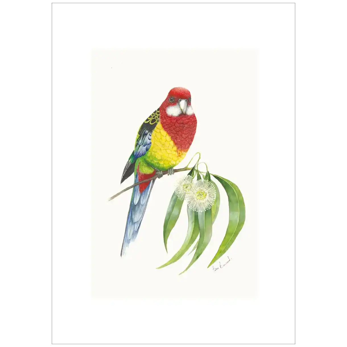 Eastern Rosella By Helen Barnard