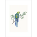 Green Rosella By Helen Barnard