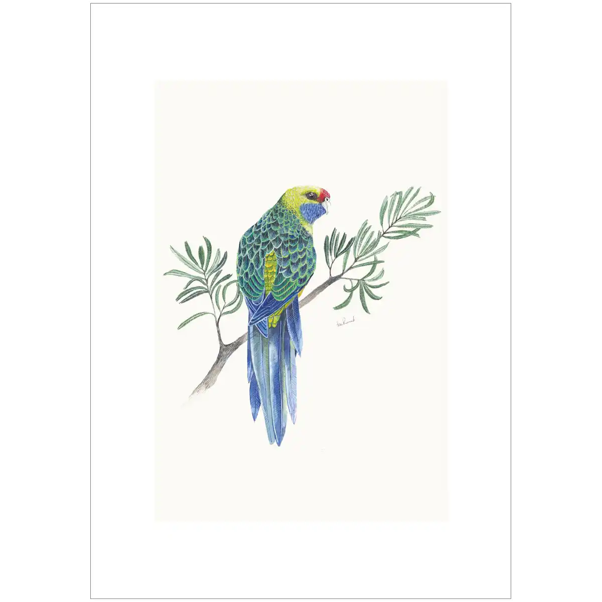 Green Rosella By Helen Barnard