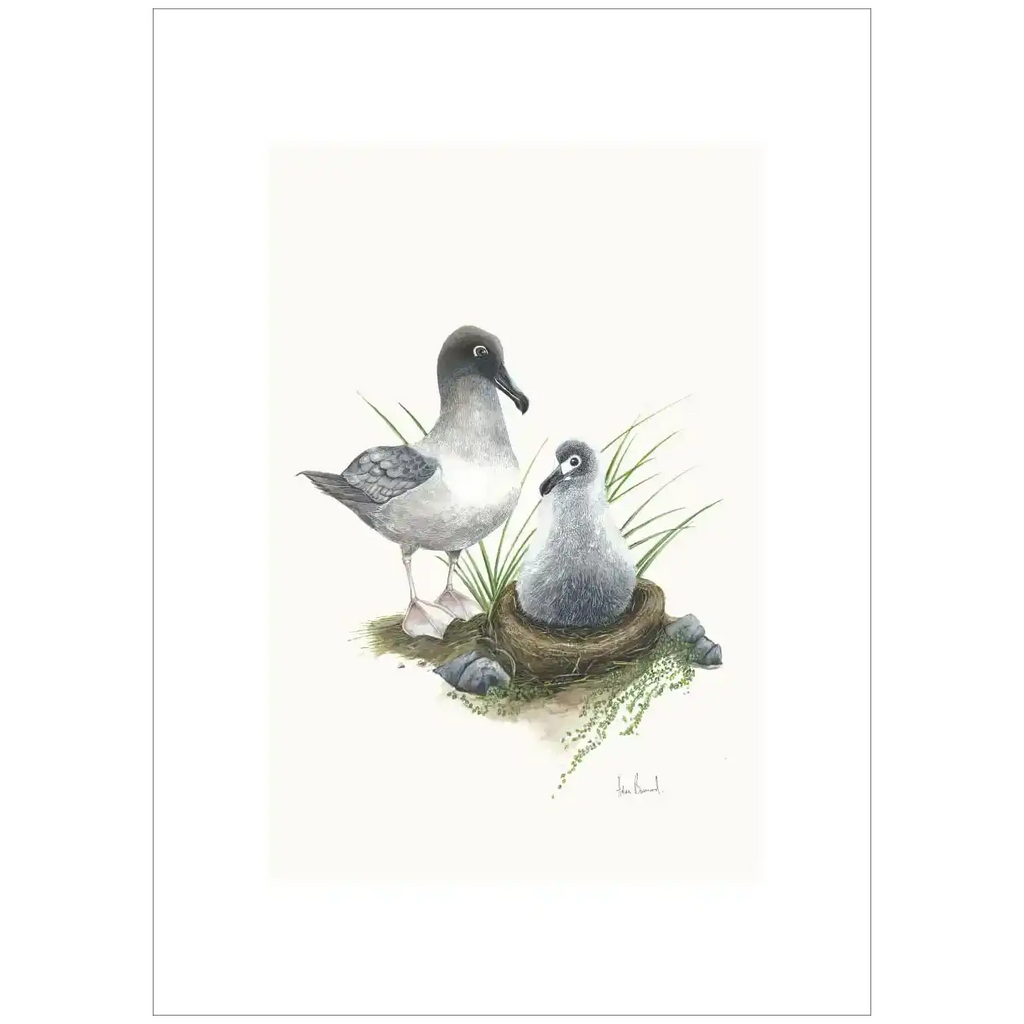 Light-Mantled Sooty Albatross By Helen Barnard