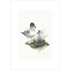 Light-Mantled Sooty Albatross By Helen Barnard