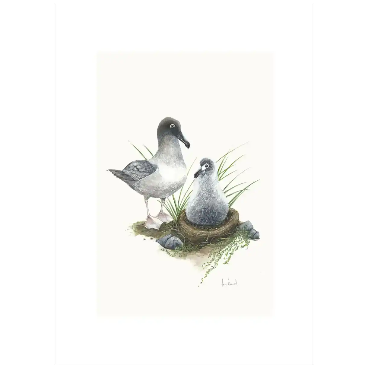 Light-Mantled Sooty Albatross By Helen Barnard